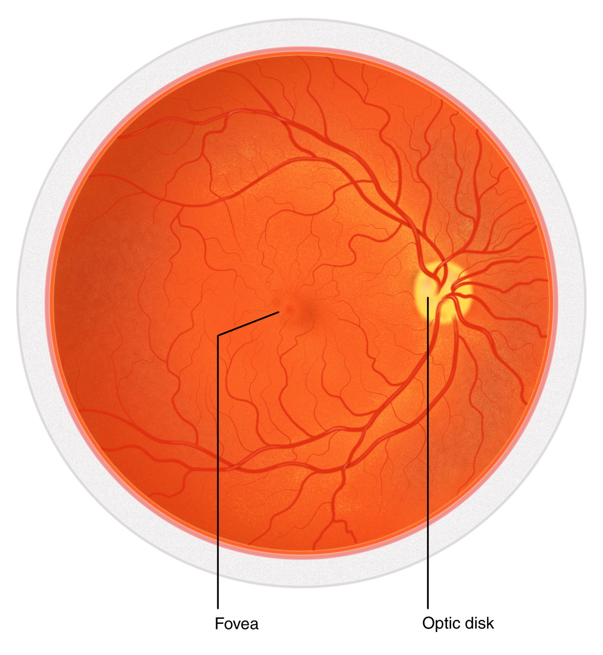Macula lutea анатомия. Макула анатомия. Macula lutea анатомия. Macula lutea. Macula lutea.